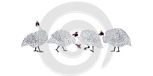 Hand drawn guinea fowls photo