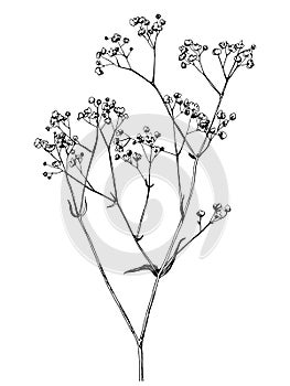 Hand drawn gypsophila branch photo