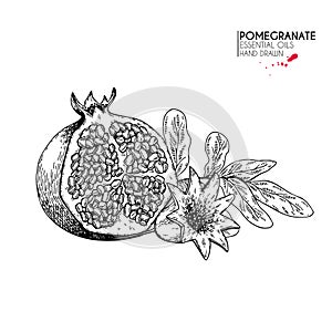 Hand drawn half pomegranate, branch and flower. Vector engraved illustration. Juicy natural fruit. Food healthy