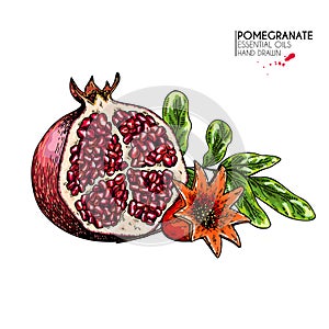 Hand drawn half pomegranate and flower. Vector engraved colored illustration. Juicy natural fruit. Food healthy