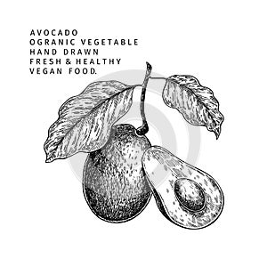 Hand drawn half and sliced avocado. Vector colored engraved illustration. Natural orgainc vegetable. Food healthy