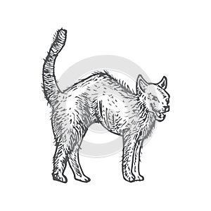 Hand Drawn Halloween Scary Evil Cat Vector Illustration. Abstract Animal Sketch. Holiday Engraving Style Drawing.