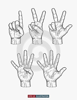 Hand drawn hands set. One, two, three, four, five gestures. Template for your design works.