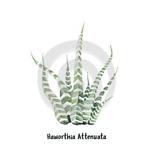 Hand drawn haworthia attenuata zebra Plant