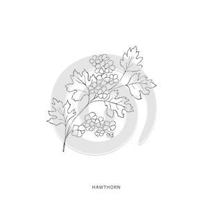 Hand drawn hawthorn flower.Plant design elements.