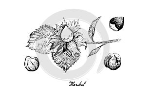 Hand Drawn of Hazelnut Nuts on A Branch