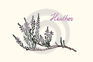 Hand drawn heather