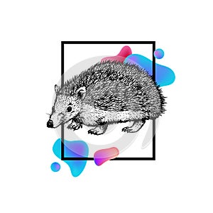 Hand drawn hedgehog with frame and abstraction. Vector black white sketch.