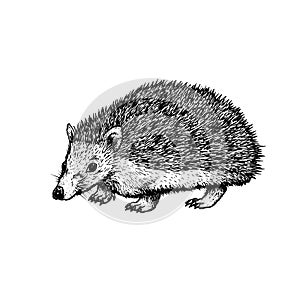 Hand drawn hedgehog. Vector black white sketch.