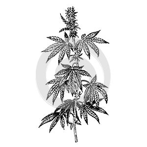 Hand drawn hemp plant with cones. Cannabis branch with leaves. Vector sketch of marijuana twig