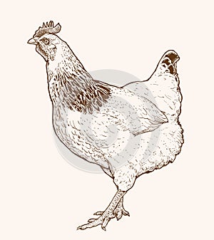 Hand drawn hen illustration. Realistic monochrome ink drawing of chicken