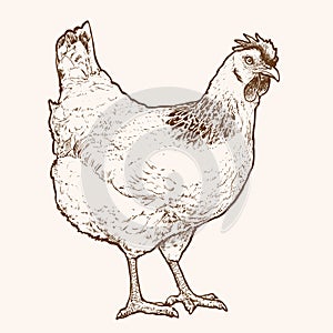 Hand drawn hen illustration. Realistic monochrome ink drawing of chicken