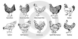 Hand drawn hens of different breeds collection