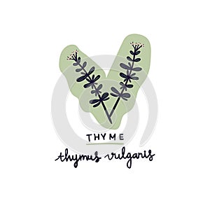 hand drawn herb thyme vector illustration.