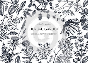 Hand drawn herbal plants banner. Decorative background with vintage medicinal plants, flowers, herbs for perfumery. Herbal