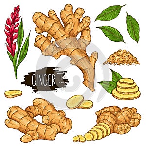 Hand drawn herbal set of ginger isolated on white background