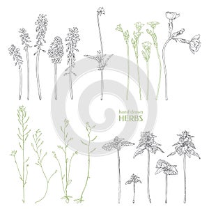 Hand drawn herbs. Vector wildflower.