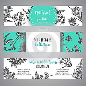 Hand drawn herbs and wild flowers banner Vintage collection of Plants Vector illustrations in sketch style