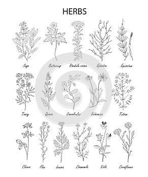 Hand drawn herbs and wild flowers collection isolated