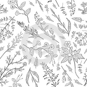 Hand drawn herbs and wild flowers on white background.