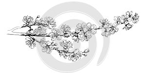 Hand drawn highly detailed realistic cherry blossom branch. Black and white sketch of sakura flowers. Vector illustration