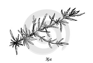 Hand Drawn of Hijiki Seaweed on White Background photo