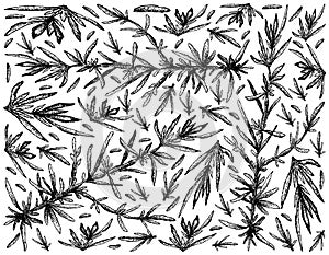 Hand Drawn of Hijiki Seaweed on White Background photo