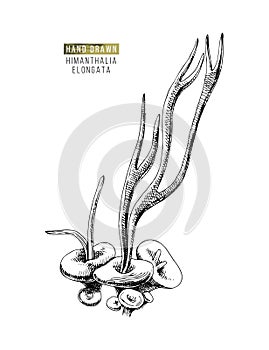 Hand drawn Himantalia Elongata algae