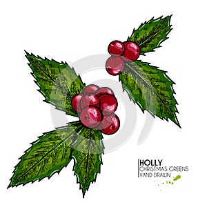 Hand drawn holly. Vector colored illustration. Christmas greenery. Engraved berries and leaves isolated on white