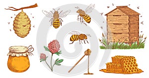 Hand drawn honey bee. Beekeeper engraving, bees honeycomb and vintage beekeeping farm vector illustration set