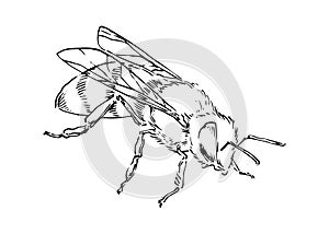 Hand drawn honey bee, doodle insect drawn by ink, animal sketch vector illustration, black isolated on white background