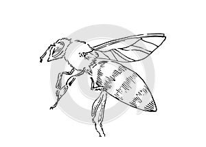 Hand drawn honey bee, graphic insect drawn by ink, animal sketch vector illustration, black isolated on white background