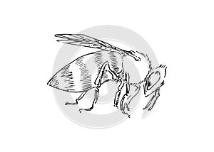 Hand drawn honey bee, one insect drawn by ink, animal sketch vector illustration, black isolated on white background