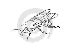 Hand drawn honey bee, outline insect drawn by ink, animal sketch vector illustration, black isolated on white background