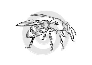 Hand drawn honey bee, stylized insect drawn by ink, animal sketch vector illustration, black isolated on white background