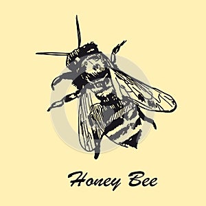 Hand drawn honey bee. Vintage design sketched illustration.