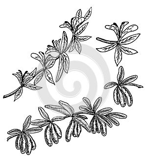 Hand drawn honeysuckle branch with flowers and ripe berries. Lonicera japonica. Medical plants hand drawn. Vector