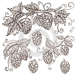 Hand drawn hops collection isolated on white. vector hop illustration with leaves, branches and cones in engraving