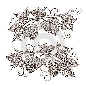 Hand drawn hops collection isolated on white. vector hop illustration with leaves, branches and cones in engraving