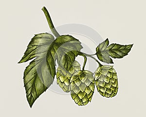 Hand-drawn hops, flavoring and stability agent in beer photo