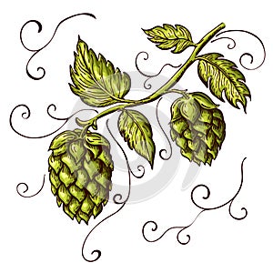 Hand drawn hops plant illustration isolated on white. vector hop on a branch with leaves and cones in engraving vintage