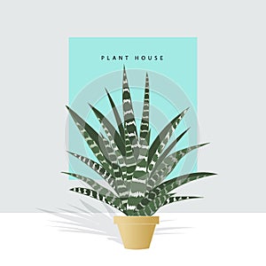 Hand drawn house plants. Scandinavian style.