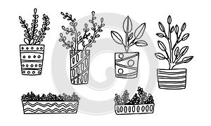 Hand drawn houseplants. Vector illustration of potted plants