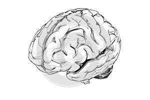 Hand drawn human brain - 3d side view