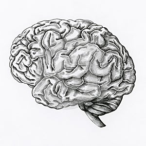 Hand drawn human brain isolated