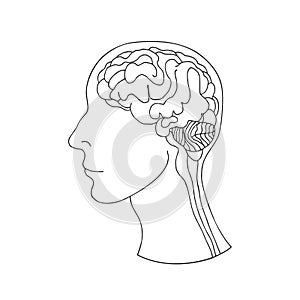 Human brain in the head, side view.