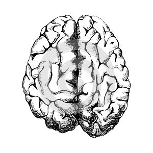 Hand drawn human brain