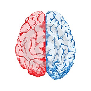 Hand drawn human brain