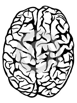 Hand drawn human brain