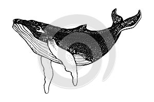 Hand drawn humpback whale isolated on a white background. Vector with animal underwater. Illustration for T-shirt graphics,